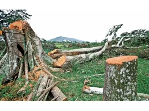 Poda de árvores na Fazendinha Curitiba